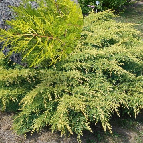 Juniperus x pfitzeriana 'Mathot' - Pfitzeri kadakas 'Mathot' C2/2L